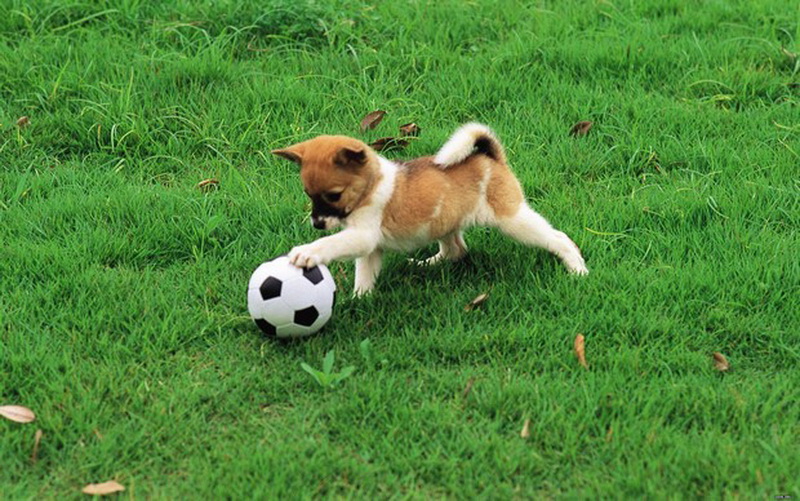 спорт с собакой