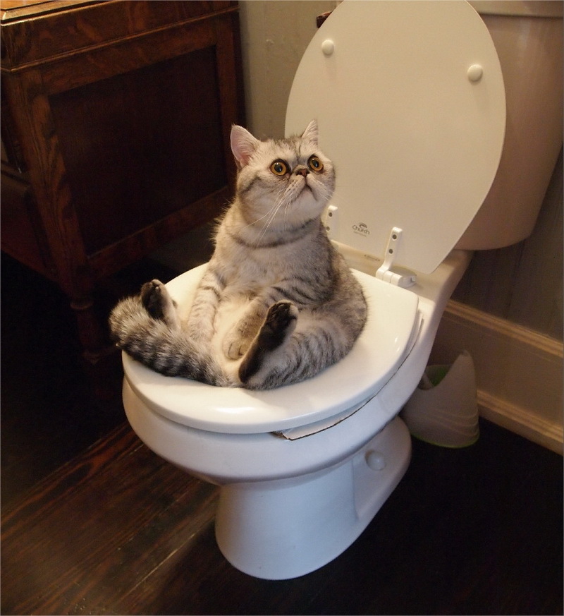 кошка туалет