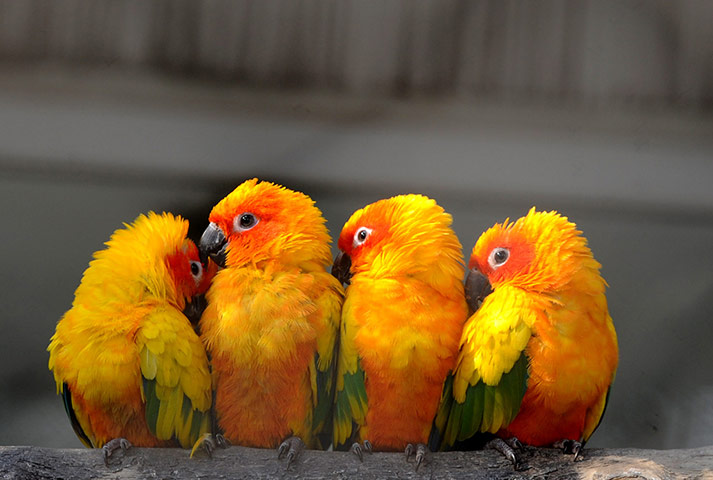 попугаи сидят