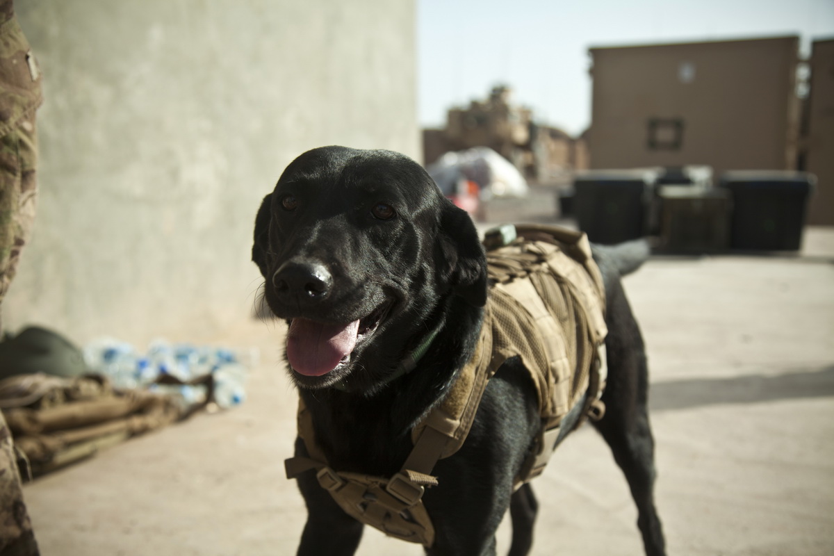 собака военный