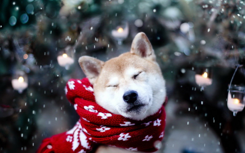 Image result for собака зимой
