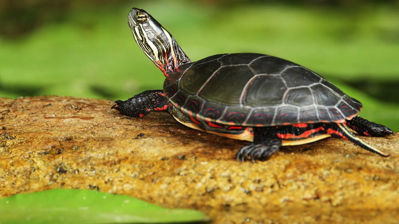 пресноводная черепаха