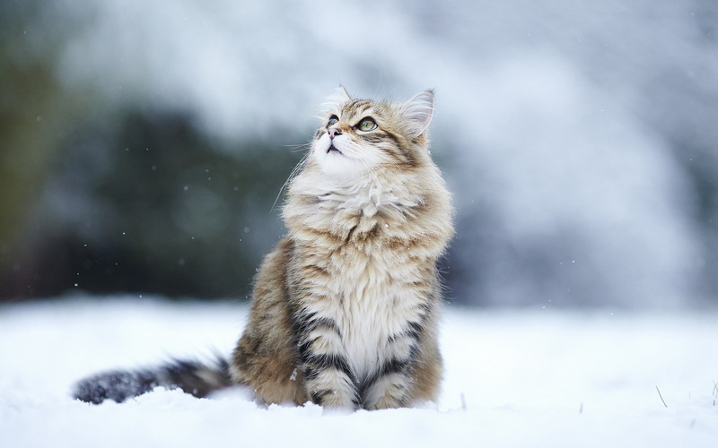 сибирская кошка