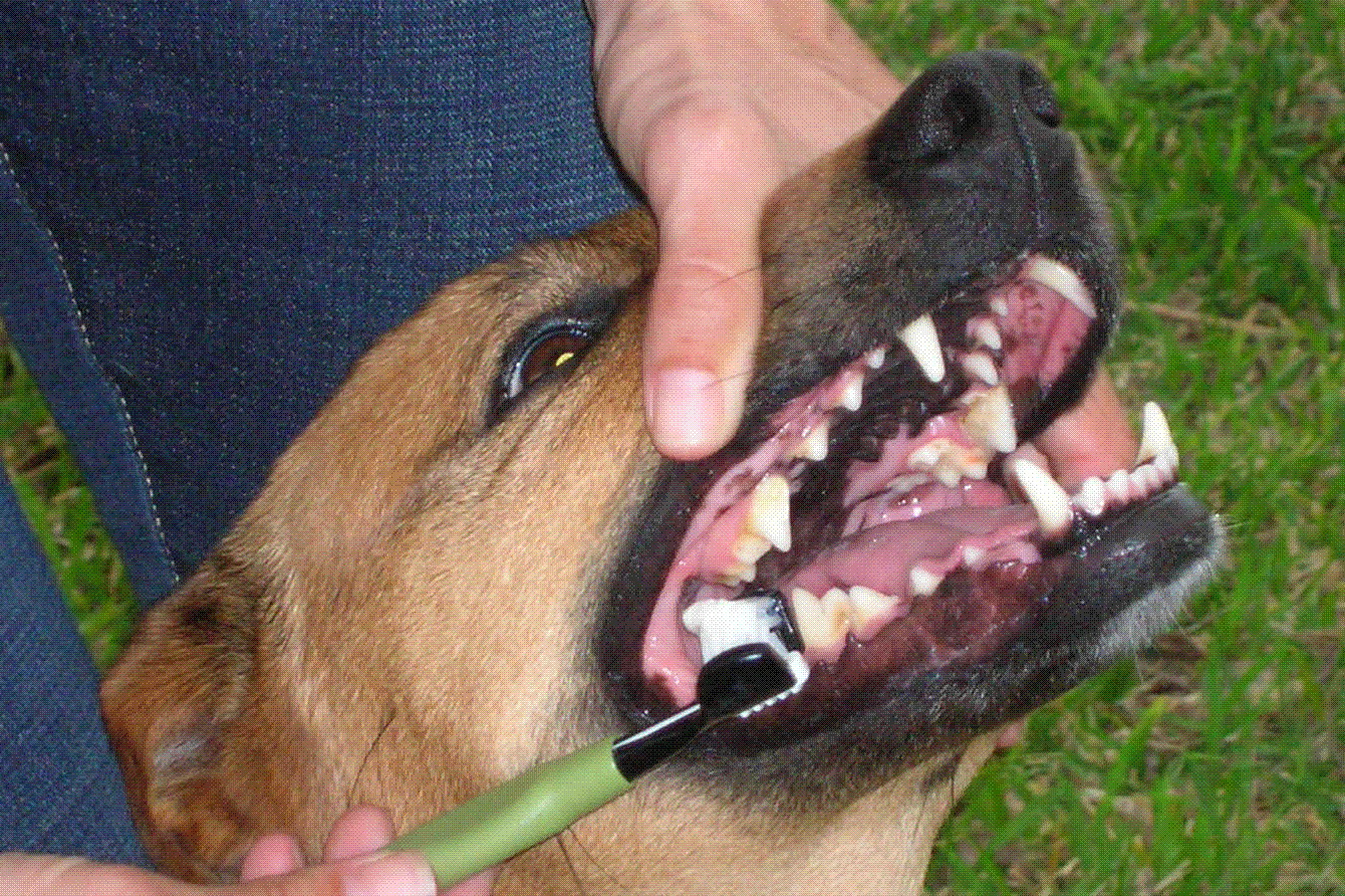собака зубы