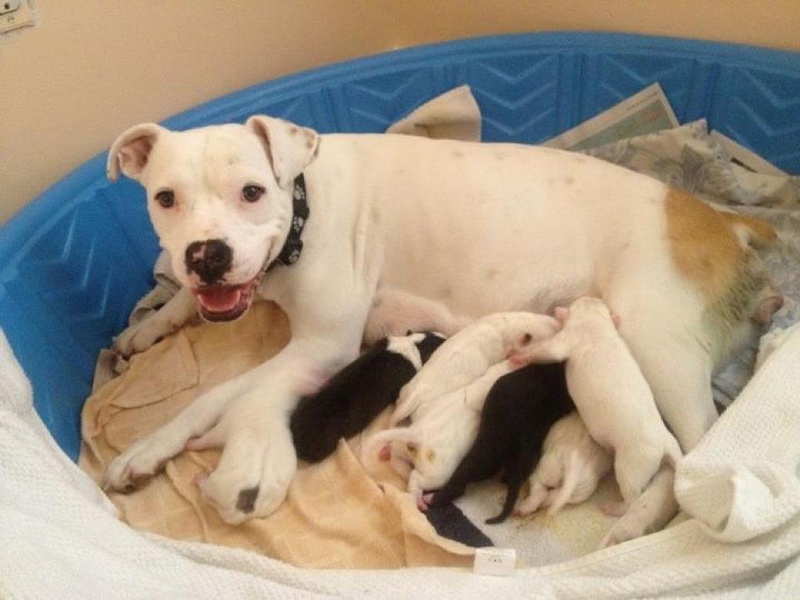 кормление новорожденной собаки