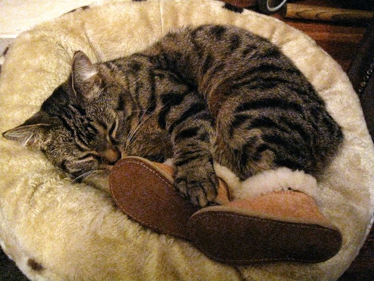 обувь для кошек