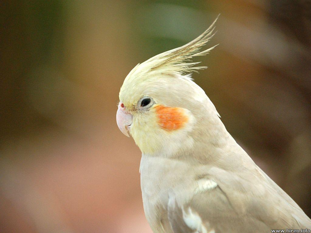 попугай корелла