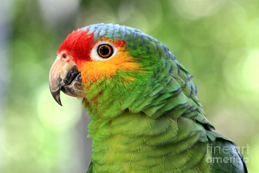 амазонский попугай