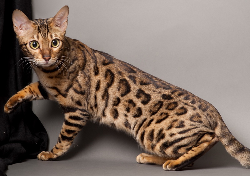 8 пород кошек с леопардовым окрасом | Сайт о животных Petsfusion.com - клуб  любителей домашних животных