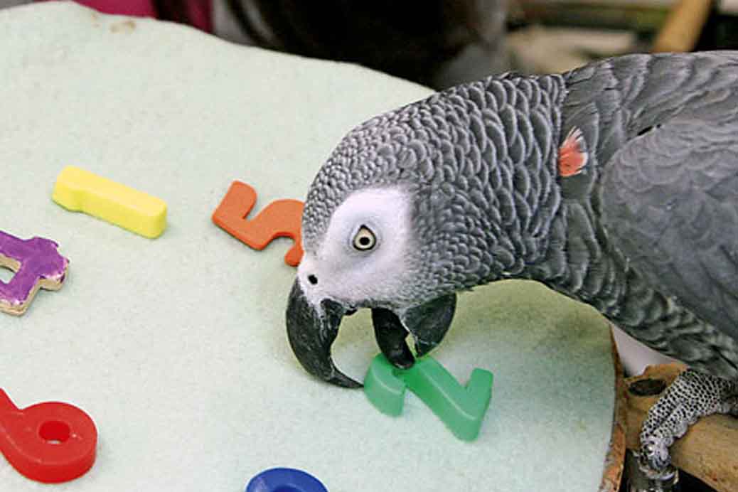 умный попугай