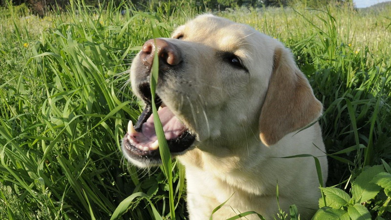 собака ест траву