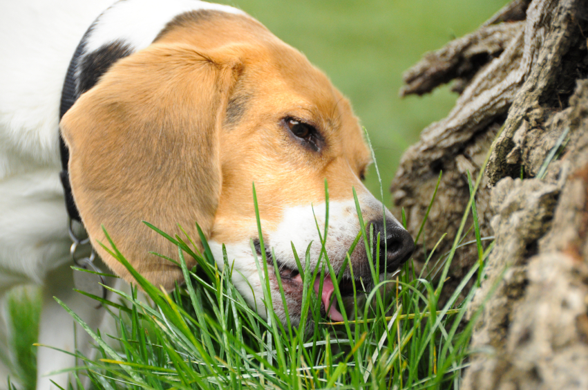собака ест траву