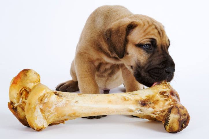 собака ест кости