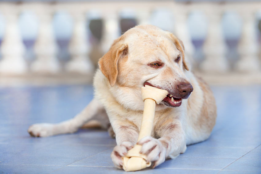 собака ест кости