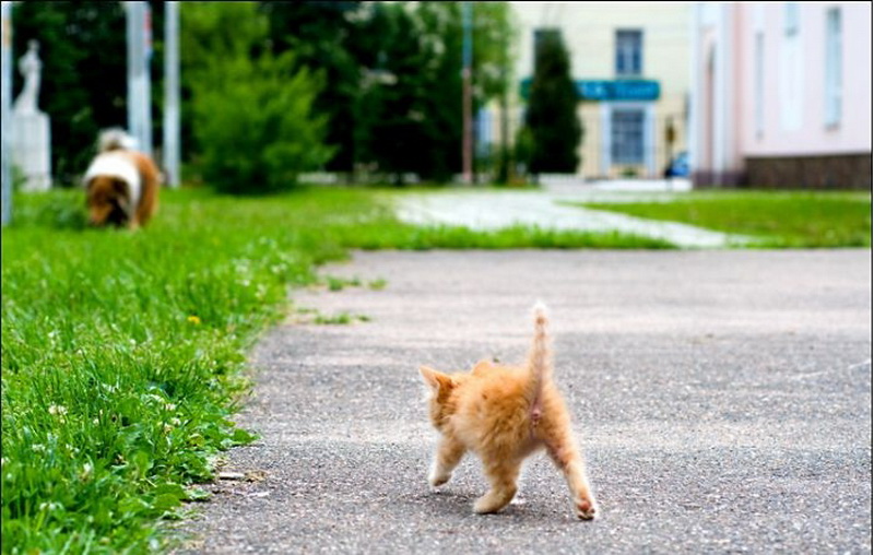кот на улице