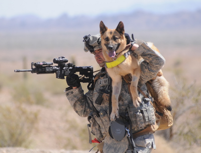 военные собаки