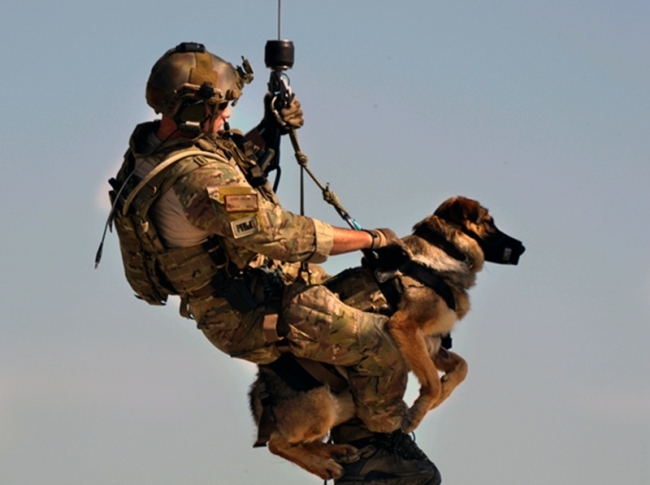 военные собаки