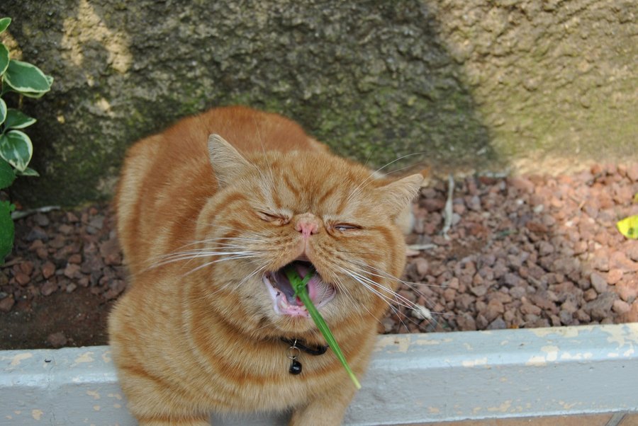 кошка ест траву
