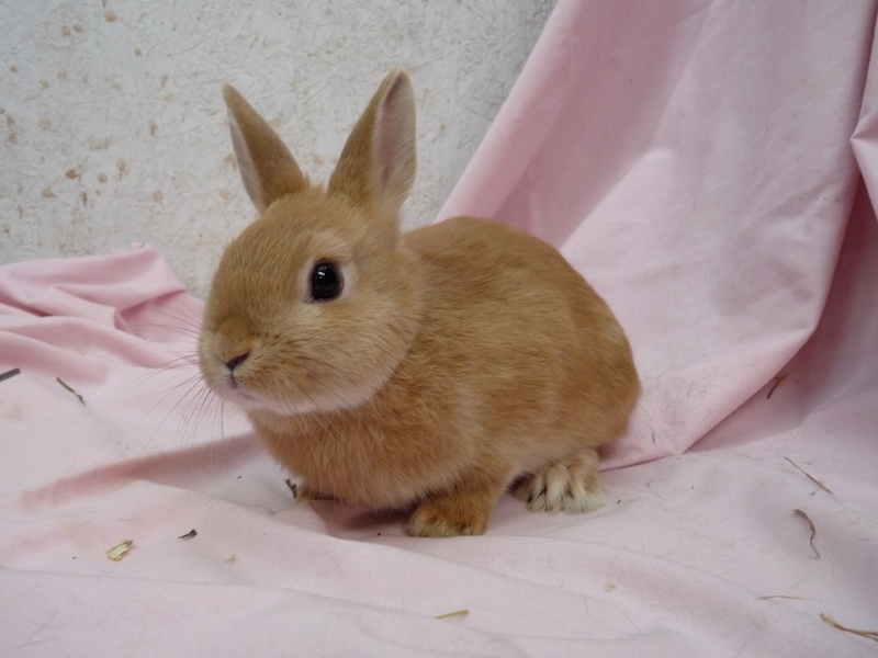 нидерландский карликовый кролик