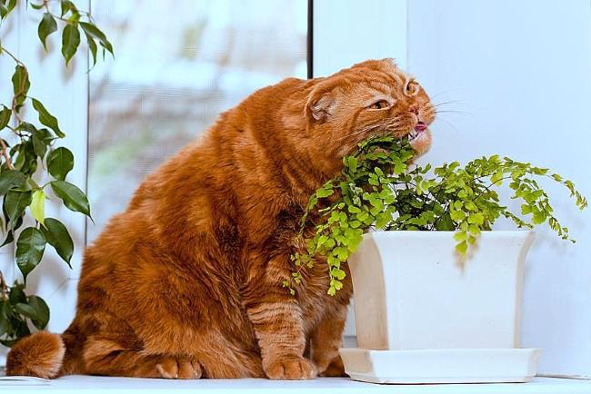 кот и растения