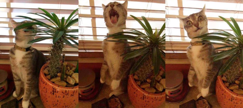 кот и растения