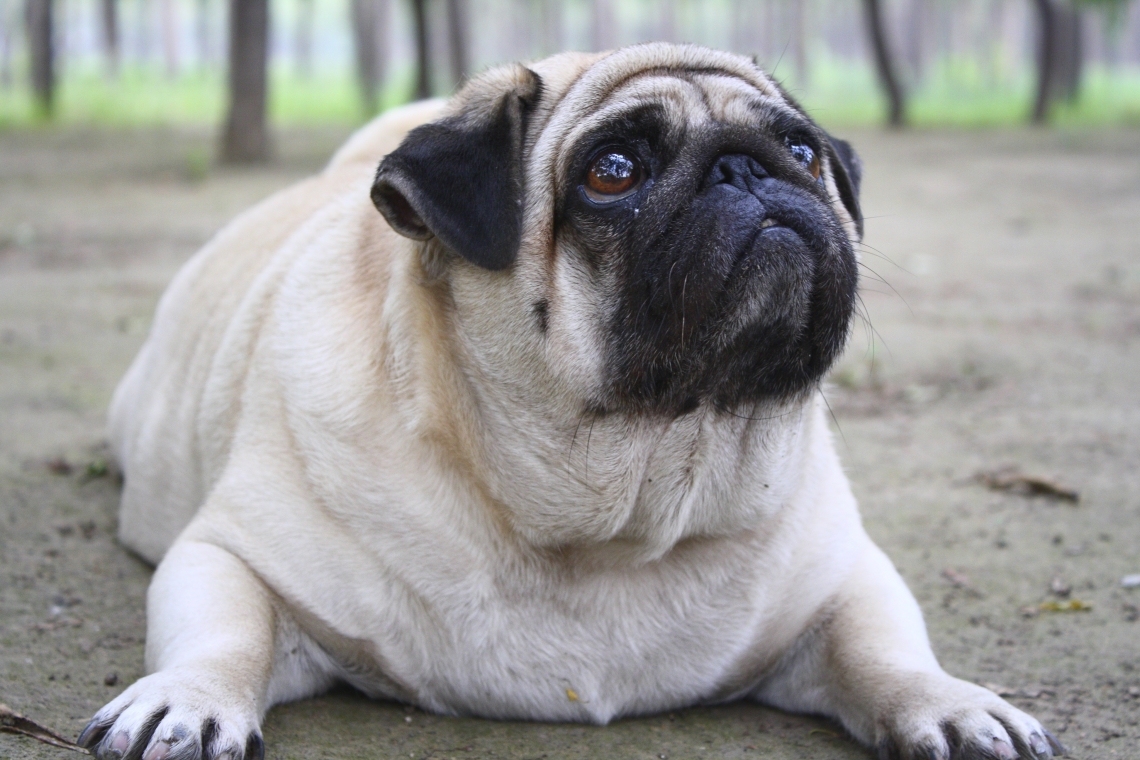 ожирение у собак