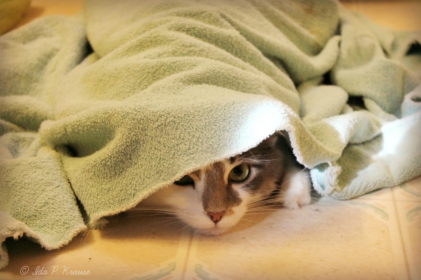 кошка род одеялом