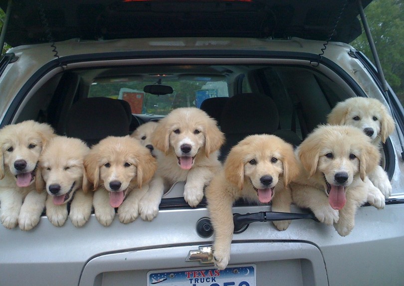 веселые собачки в машине
