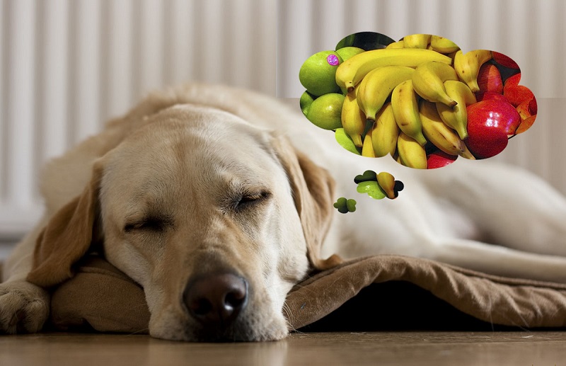 собачка и фрукты