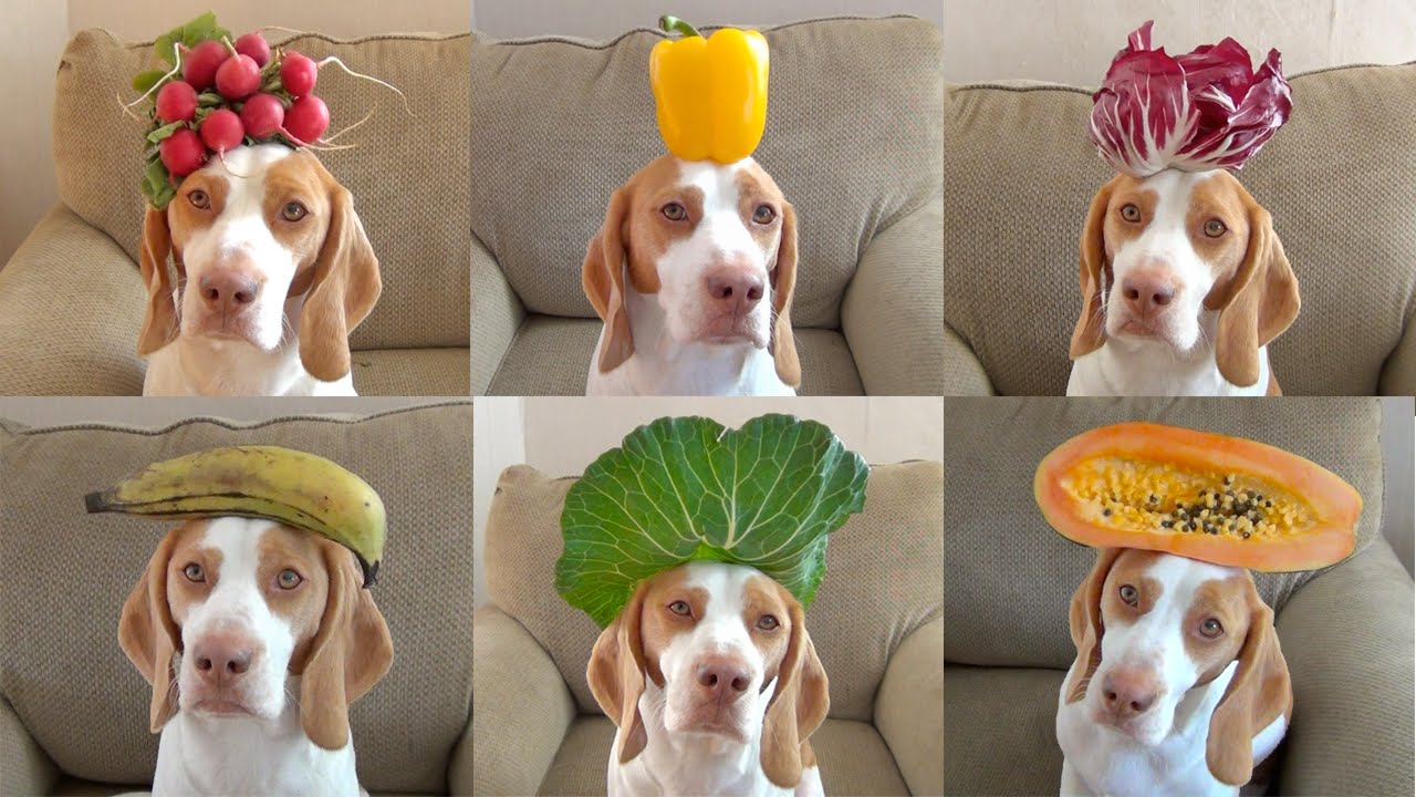 фрукты для собачки
