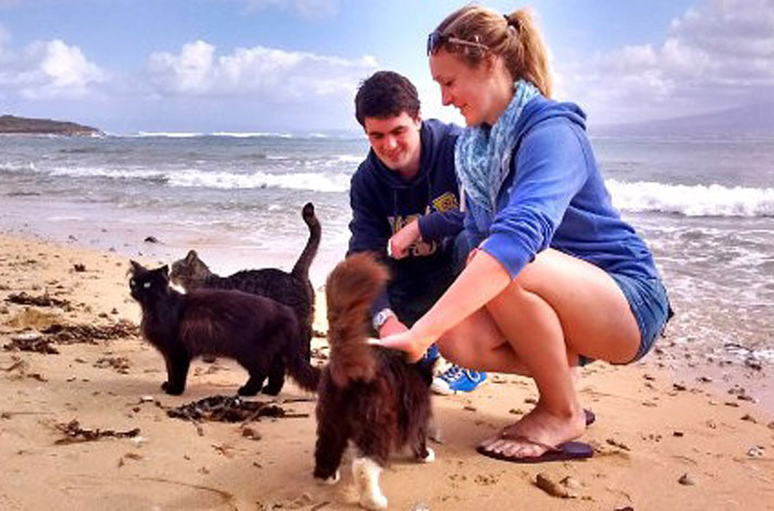 кошки на пляже