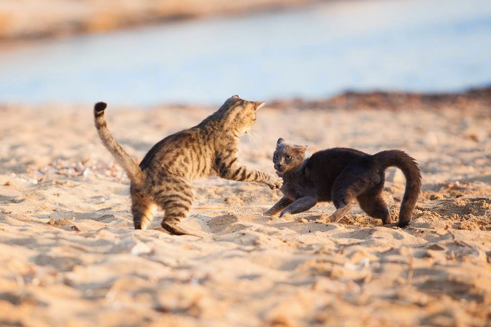 кошки играют на пляже