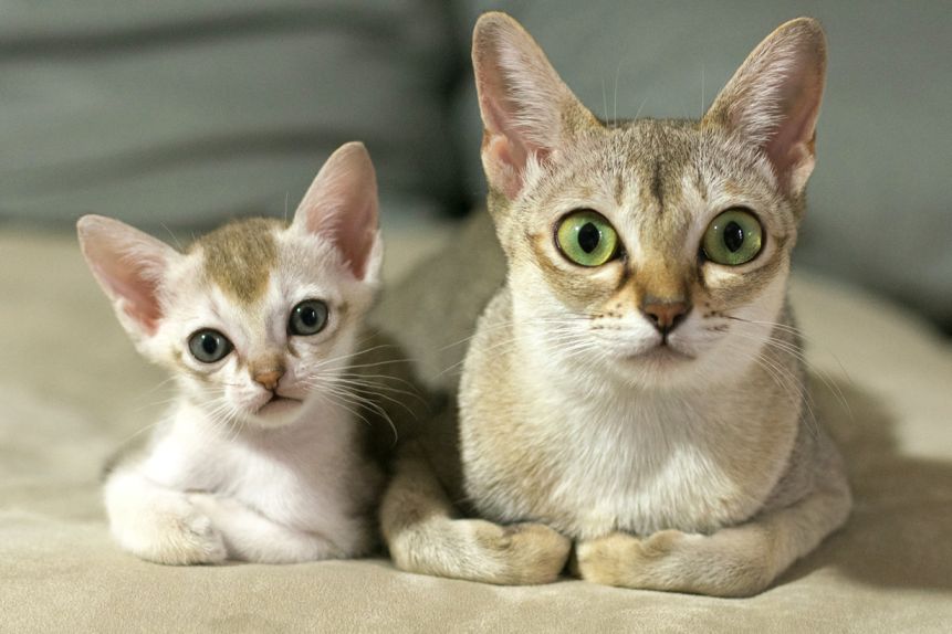 кот и кошечка малышки