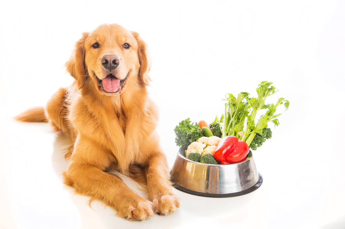 Здоровое питание-здоровая собака
