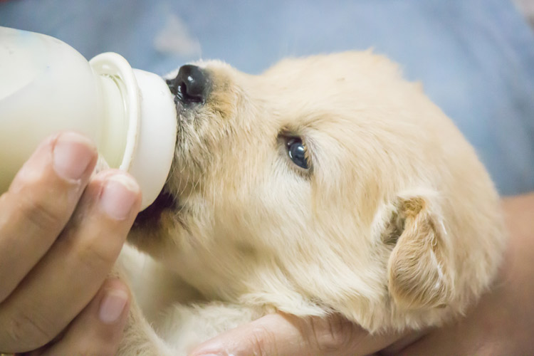 щенок пьет молоко