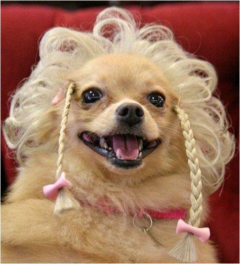 Собака улыбака в парике