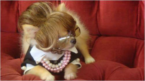 собака в очках и парике