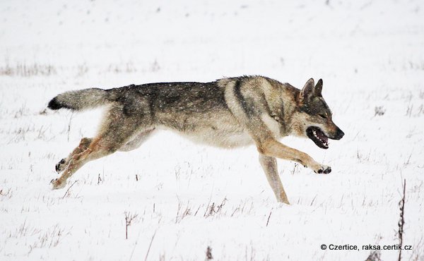 Чешский волчак бежит по снегу