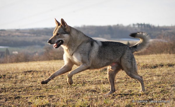 чешский волчак  красивая собака