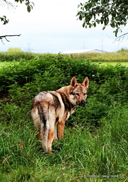 чешский волчак в лесу как волк