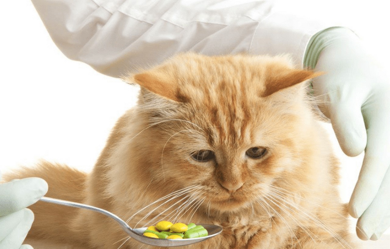 витамины кот