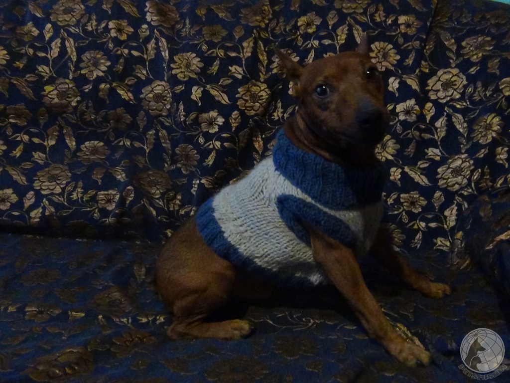 мой красавец пес в свитере. Теперь не замерзнет!!!