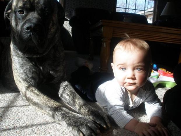 Большой пес и ребенок