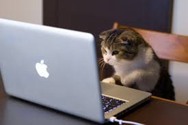 кот и компьютер