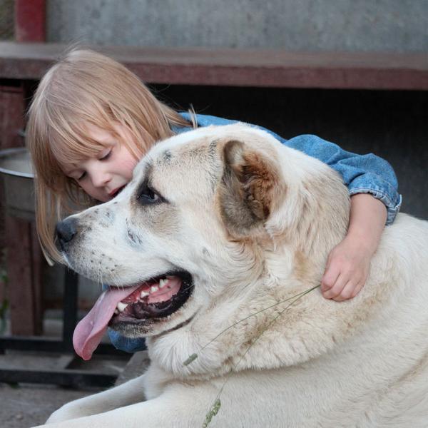 девочка и большая собака- любовь