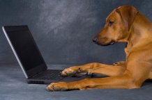 пес и ноутбук