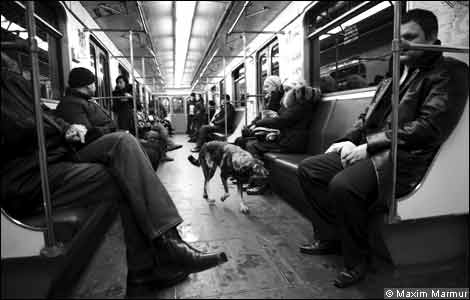 бездомная собака в метро