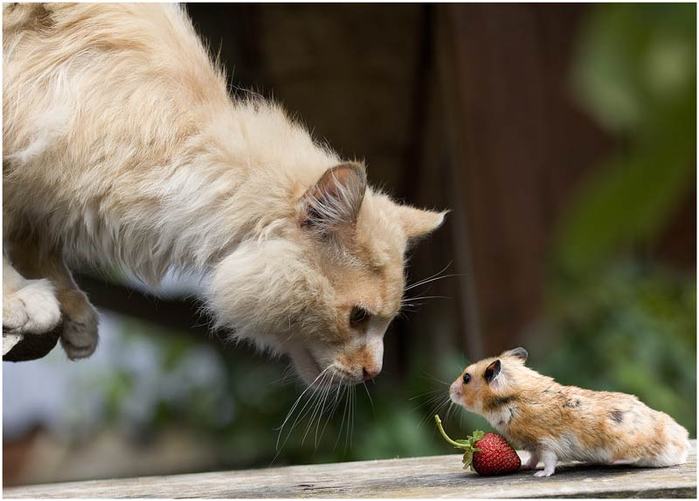 Кот дружит с мышонком