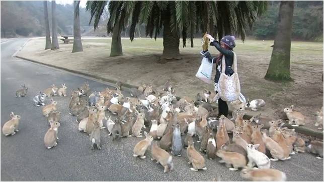 кролики в Японии