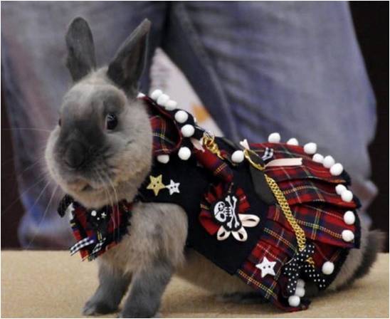 Кролик в одежде нарядный
